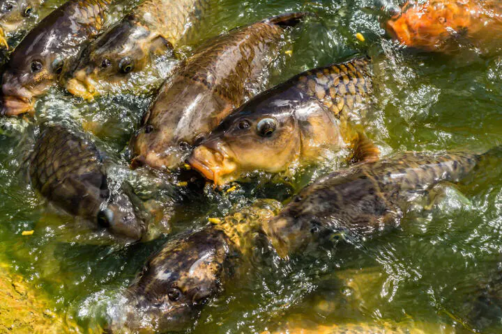 Fischerfest in Radibor